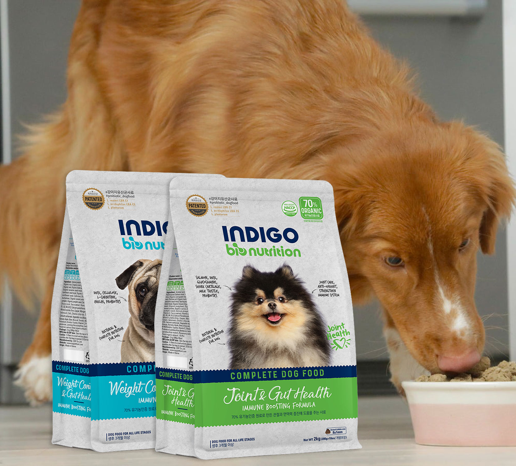 INDIGO chính thức trở lại Việt Nam