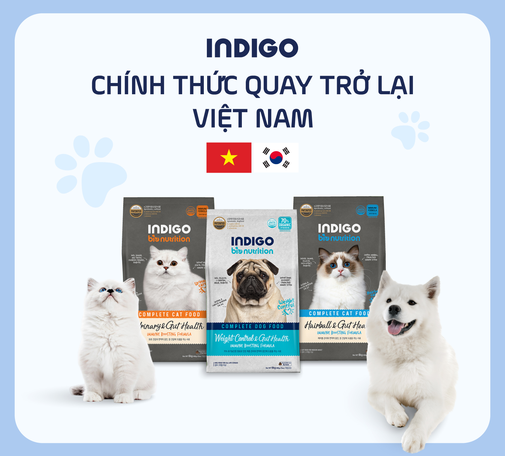 INDIGO chính thức trở lại Việt Nam