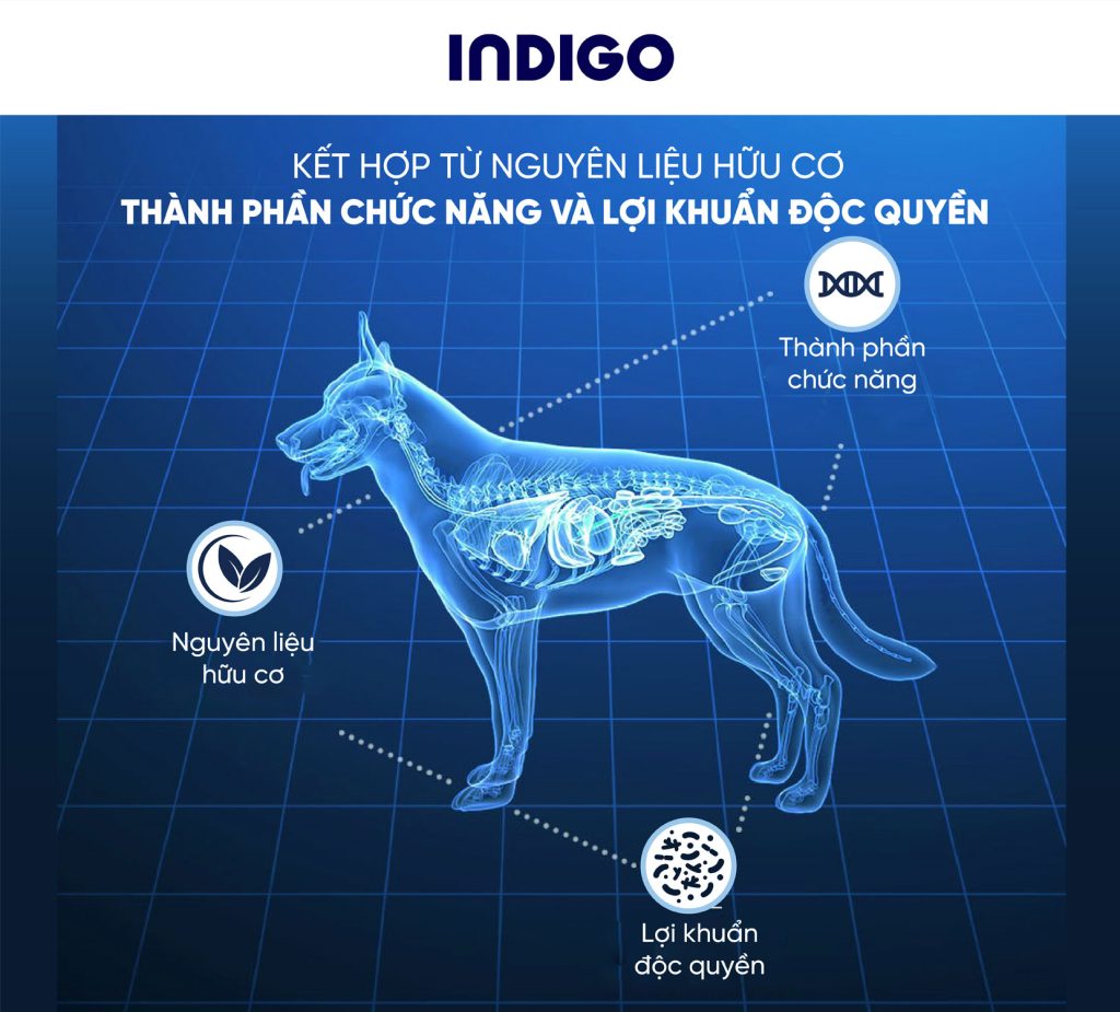 Indigo – Ăn ngon lành, khỏe xinh tự nhiên!